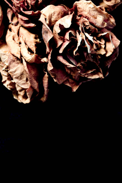istock Dried Dead Flowers Close Up 697929332