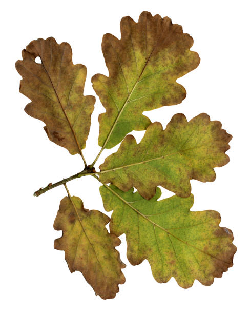 istock Autumn leaves of an oak, under-surface 697929488
