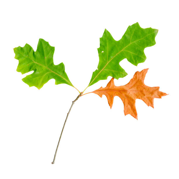 Oak Leaves isolated on white.