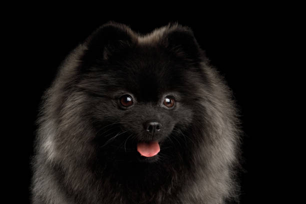 istock Pomeranian Spitz Dog on Black 697930458