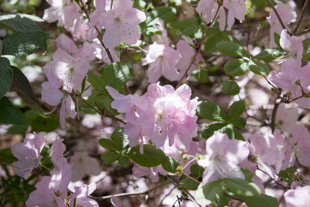 istock rhododendron schlippenbachii 697931686