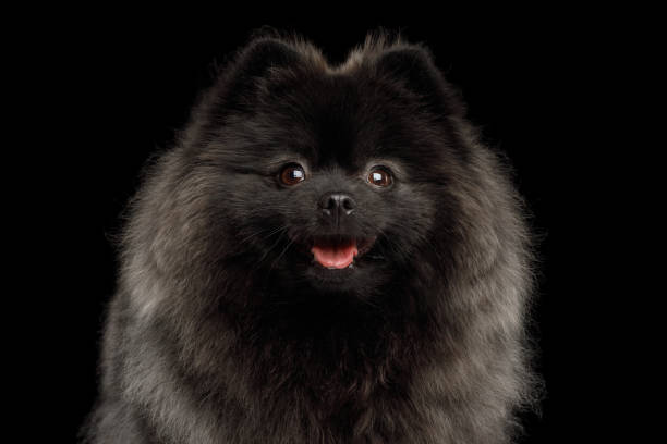Pomeranian Spitz Dog on Black