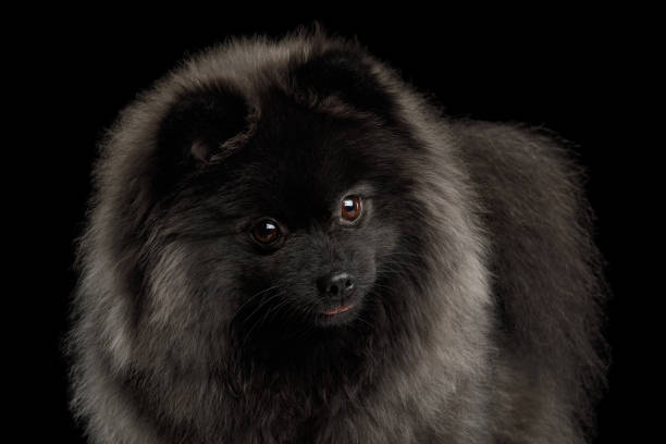 istock Pomeranian Spitz Dog on Black 697931862