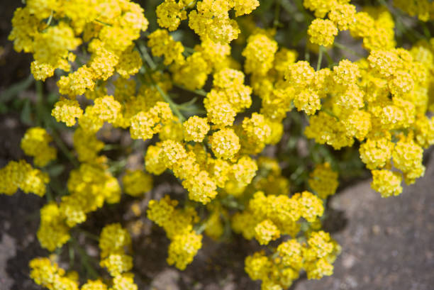 istock Gold flower aurinia saxatilis 697931998