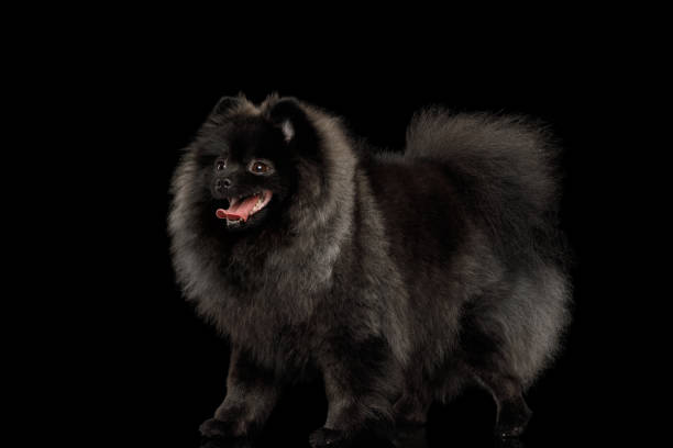 istock Pomeranian Spitz Dog on Black 697932052