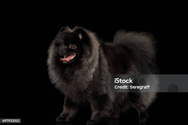 Pomeranian Spitz Dog On Black Stock Photo - Download Image Now - Animal, Animal Body Part, Animal Eye