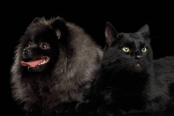 istock Pomeranian Spitz Dog and Cat on Black 697932454