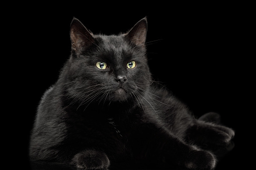 Black Cat On Dark Background Stock Photo - Download Image Now - Studio - Workplace, Alertness, Animal - iStock Black Cat On Dark Background Stock Photo - Download Image Now - Studio - Workplace, Alertness, Animal - iStock