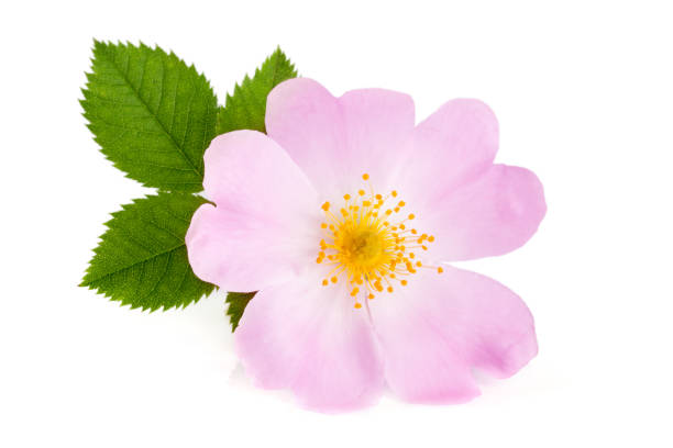 istock Rosehip flower with leaf isolated on white background 697935370