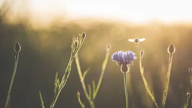 Photo of Cornflower and honey bee in beautiful sunset against the dusk