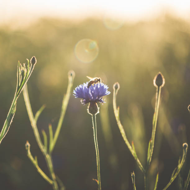 istock Cornflower and honey bee in beautiful sunset against the dusk 697936714