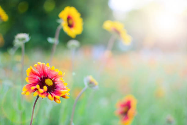 istock Flowers echinacea in the flowerbed. Warm tinting 697936740
