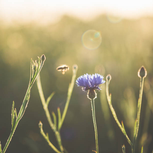 istock Cornflower and honey bee in beautiful sunset against the dusk 697937462