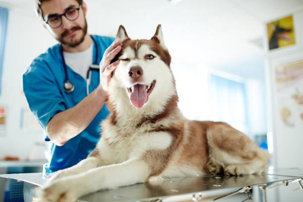 Fluffy patient Veterinarian cuddling husky dog in clinics canine animal stock pictures, royalty-free photos & images