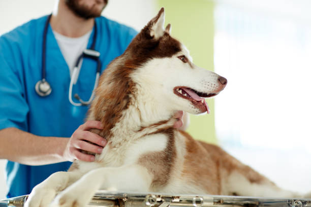 istock Patient of vet 697939578