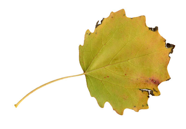istock Autumn leaves of an aspen, undersurface 697940146
