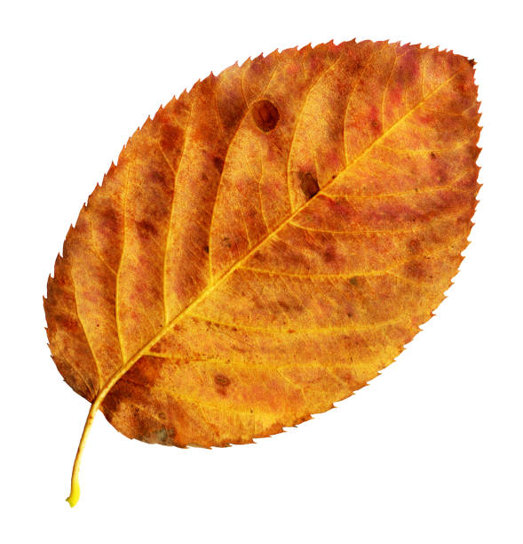 istock Autumn leaves of a Snowy Mespilus, under-surface 697940526