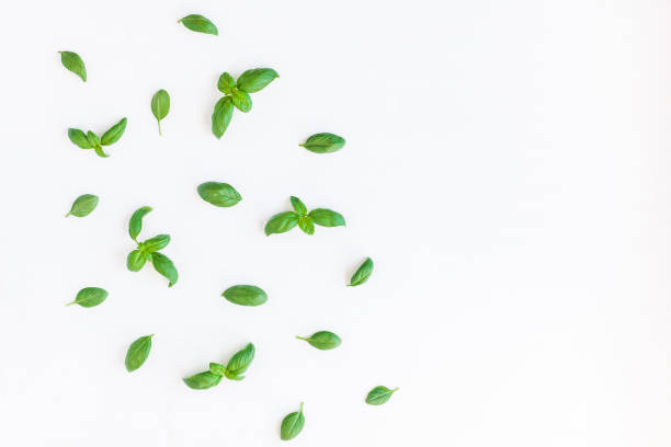 istock Fresh green basil on white background. Flat lay, top view 697940788