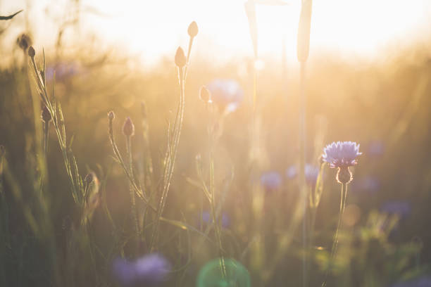 istock Cornflower in beautiful sunset against the dusk 697946090
