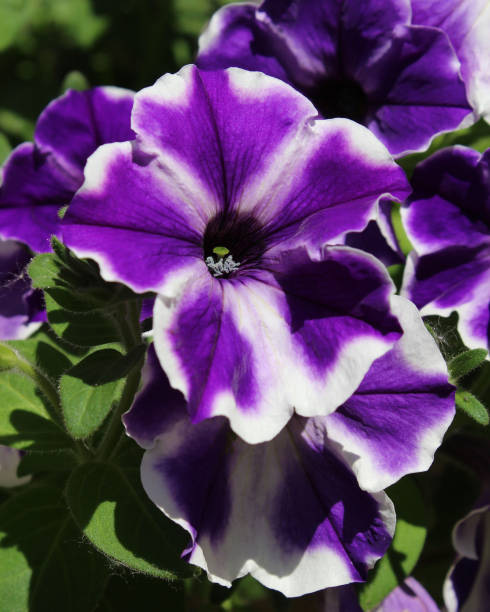 istock Purple Striped Petunia 697946392