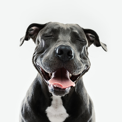 Retrato de perro Pitbull con expresión humana photo