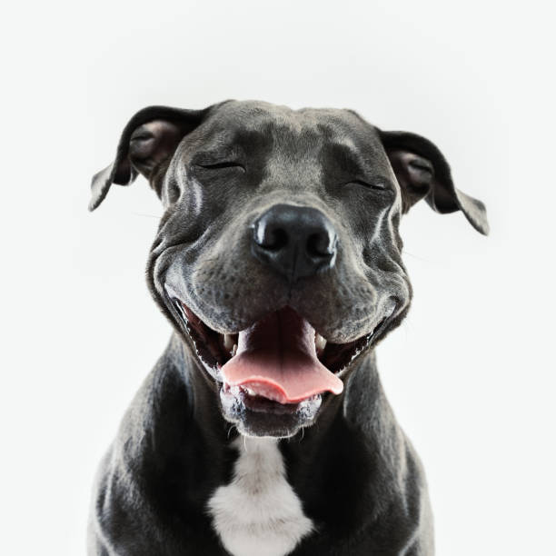 Pitbull dog portrait with human expression Portrait of cute american pitbull dog looking at camera with happy expression. Square portrait of black dog laughing against gray background. Studio photography from a DSLR camera. Sharp focus on eyes. stray animal photos stock pictures, royalty-free photos & images