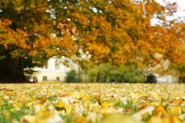 istock Fallen leaves on the lawn 697946892