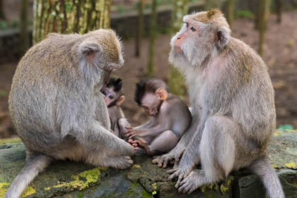 istock Macaque monkeys with cubs at Monkey Forest, Bali, Indonesia 697949342