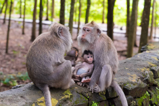 istock Macaque monkeys with cubs at Monkey Forest, Bali, Indonesia 697950068