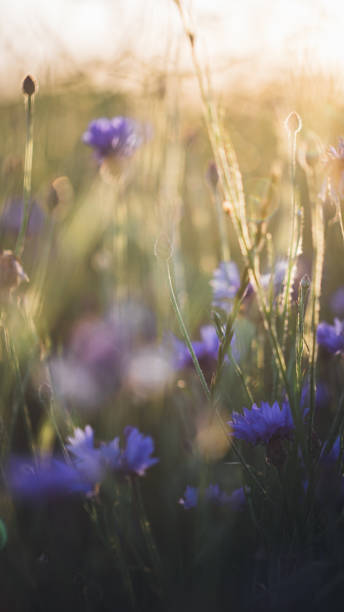 istock Cornflower in beautiful sunset against the dusk 697950132