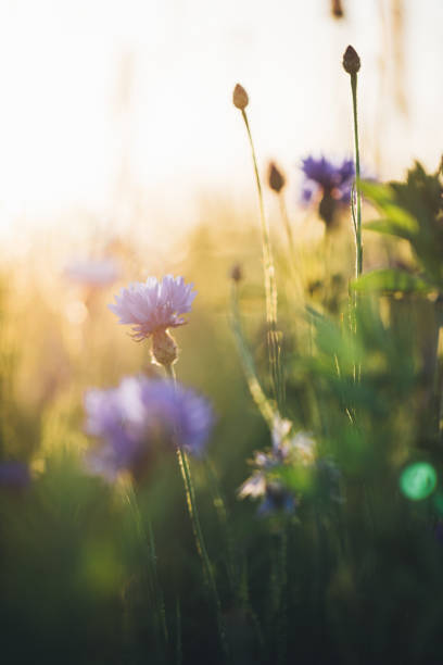 istock Cornflower in beautiful sunset against the dusk 697950292