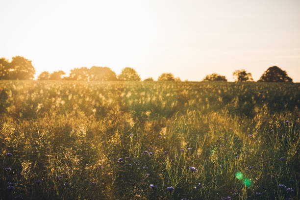 istock Cornflower in beautiful sunset against the dusk 697950512