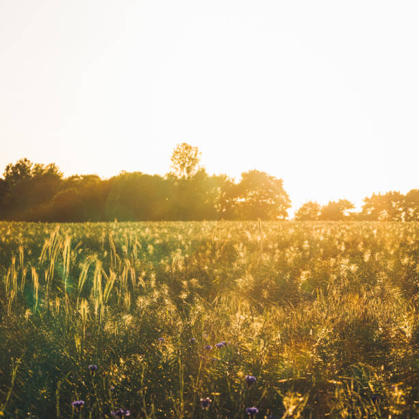 istock Cornflower in beautiful sunset against the dusk 697950736