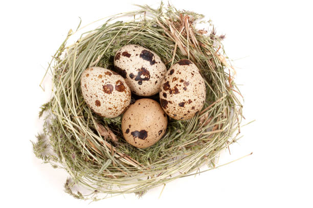 istock four quail eggs in a nest isolated on white background. Top view 697953392