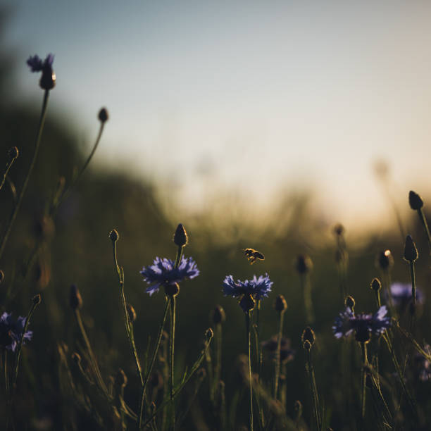 istock Cornflower in beautiful sunset against the dusk 697959018