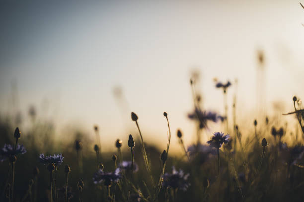 istock Cornflower in beautiful sunset against the dusk 697959438