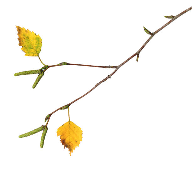 istock Twig of a birch in autumn 697959782