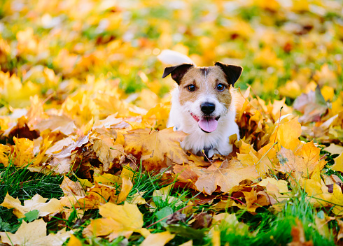 Jack Russell Terrier portrait with autumn foliage