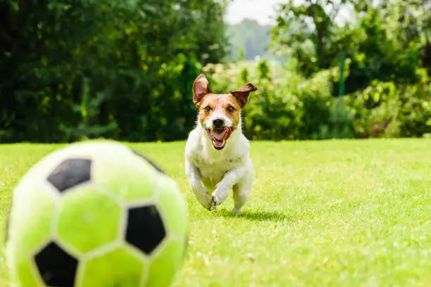 Photo of Happy funny football (soccer) player focused on ball