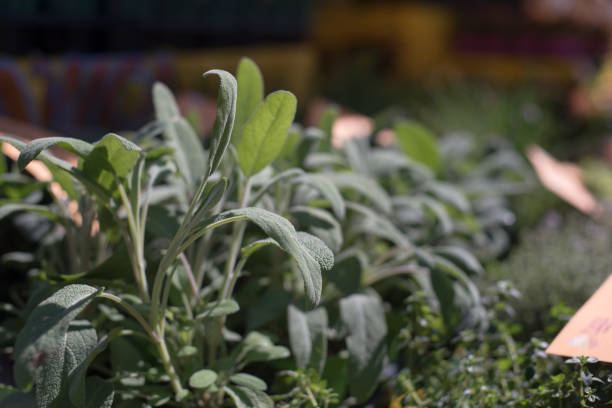 istock Sage plant green leafs detail 697961228