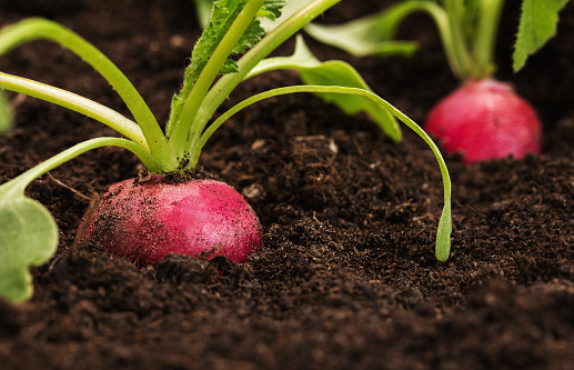 Close up of an organic, healthy radish growing out from the soil with copy space