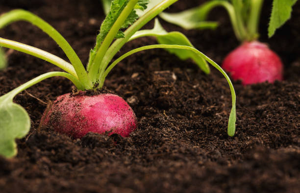 Close up of a raddish Close up of an organic, healthy radish growing out from the soil with copy space radish stock pictures, royalty-free photos & images