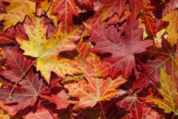 istock Maple leaves in autumn, Acer platanoides 697974632