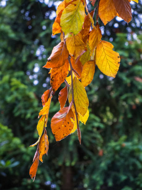 istock Autumn leaves of a beech tree 697974920