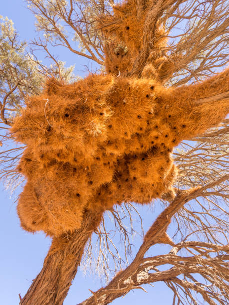 istock Huge weaver bird nest in Namibia, Africa 697982722
