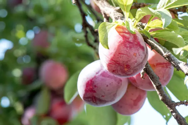 Juicy And Fleshy Plums Hanging In The Tree Ready For Harvest