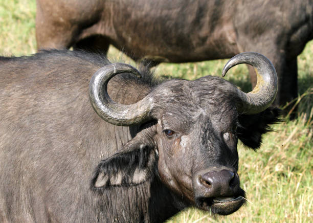 istock Wild African Buffalo with curved horn 697987028