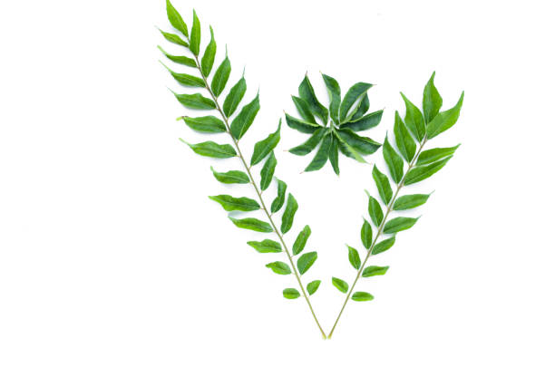 istock Healthy green curry leaves on white background 697987088