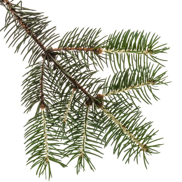 istock Spruce branch, isolated on white background 697987194