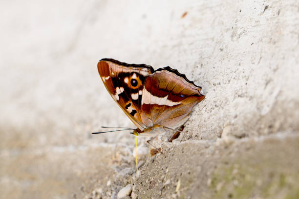 istock Purple emperor, Apatura iris, butterfly 697993044